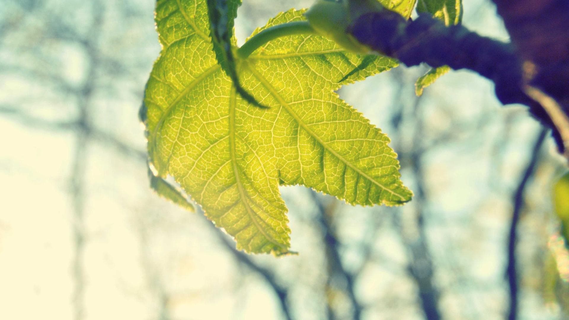 Dolrex Infrastructure